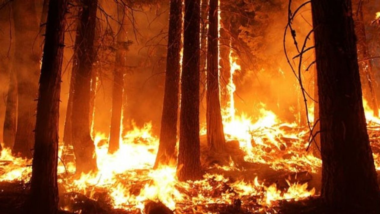 Google Haritalar'a yeni bir orman yangını özelliği ekleniyor