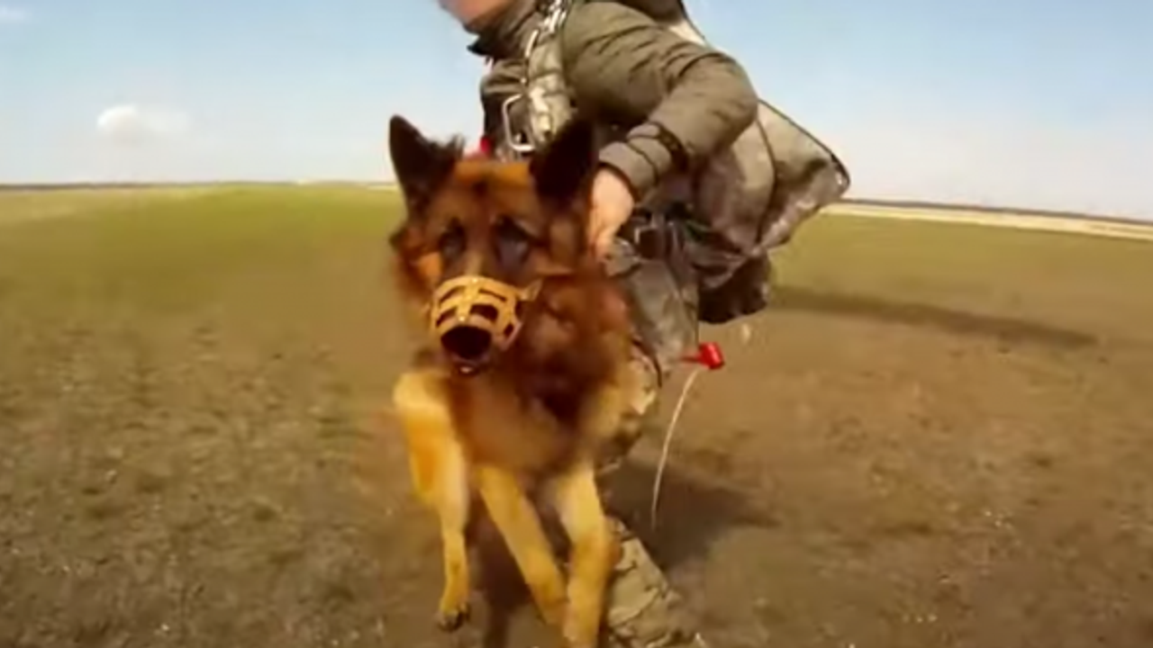 Rus ordusu insan-köpek paraşüt sistemlerini 2022'de teslim alacak