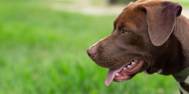 Askeri köpekler Koronavirüs tespiti için eğitiliyor