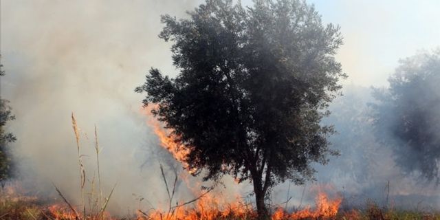 Yahudi yerleşimciler Filistinlilerin onlarca zeytin ağacını ateşe verdi