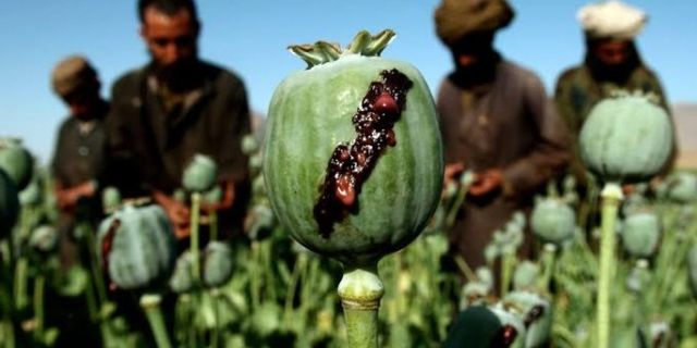 Afganistan'da uyuşturucu girdabı