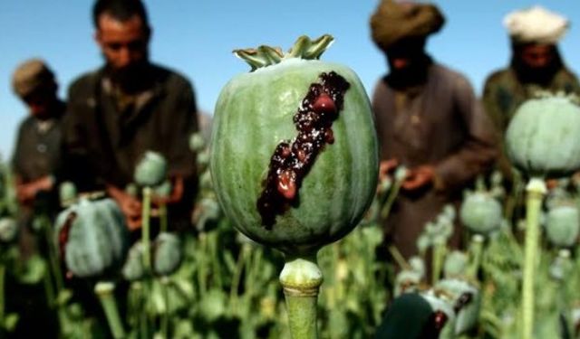 Afganistan'da uyuşturucu girdabı